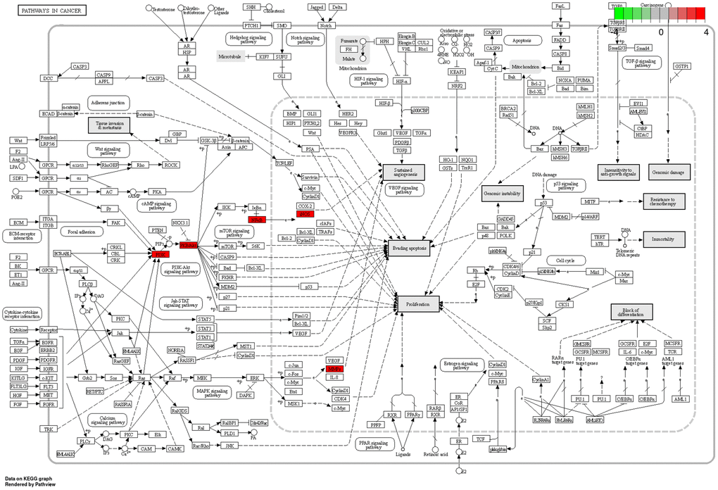 Pathways in cancer. The red targets are pivotal genes involved in the therapeutic effects of BXD on neuroinflammation.