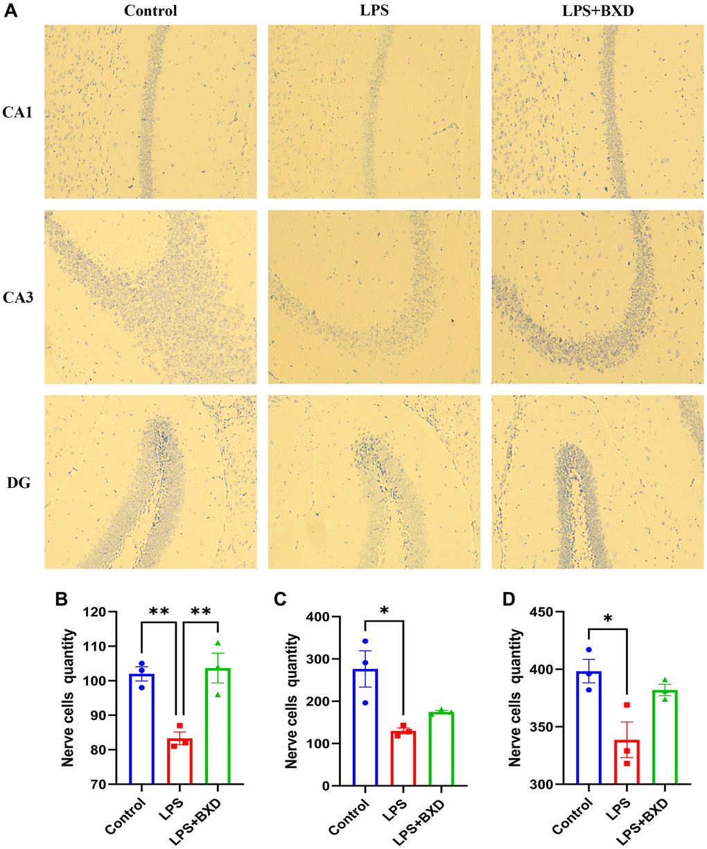 Nissl staining. (A–D) Changes and statistics of Nissl body in the hippocampal CA1, CA3 and DG regions of mice in each group after drug administration. Data represent the mean ± SEM (n = 3). **P *P 