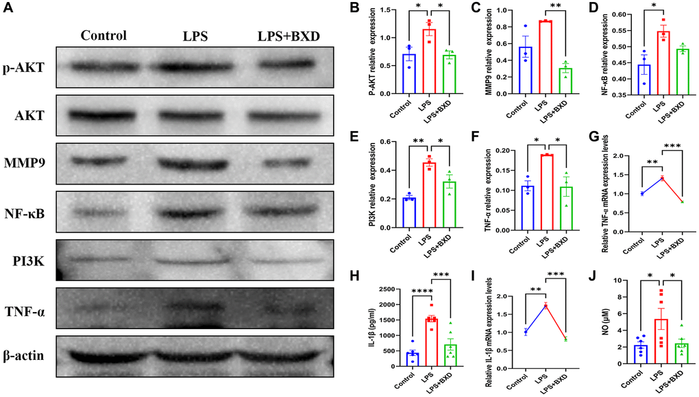 Effect of BXD on PI3K/AKT pathway and inflammatory factors in LPS-induced neuroinflammation. (A–F) Expression levels of PI3K, AKT, P-AKT, MMP9, NF-κB and TNF-α proteins were measured by Western blot, β-actin served as an internal Control. (G) The mRNA expression levels of TNF-α was detected by RT-PCR. (H) The secretion of IL-1β was detected by ELISA. (I) The mRNA expression levels of IL-1β was detected by RT-PCR. (J) The secretion of NO was detected by ELISA. Data represent the mean ± SEM (n = 3 − 6). ****P ***P **P *P 