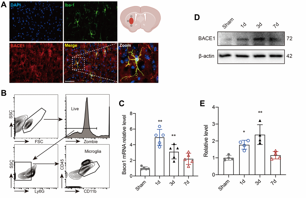 BACE1 increased in microglia after ICH. (A) Representative immunofluorescent images of BACE1 and the microglial marker IBA1 in 3-day ICH brain samples. (B) Gating strategy of microglia (Zombie-Ly6G-CD45intCD11b+) (CD45intCD11b+) sorting after ICH. (C) Time course of Bace1 gene expression in FACS-isolated microglia. (D) Representative blot images of BACE1 protein levels in FACS-isolated microglia. (E) Quantitative analysis of the relative change in BACE1 (percentage of sham group). Data are expressed as the means ± SDs; n = 54. *P **P 