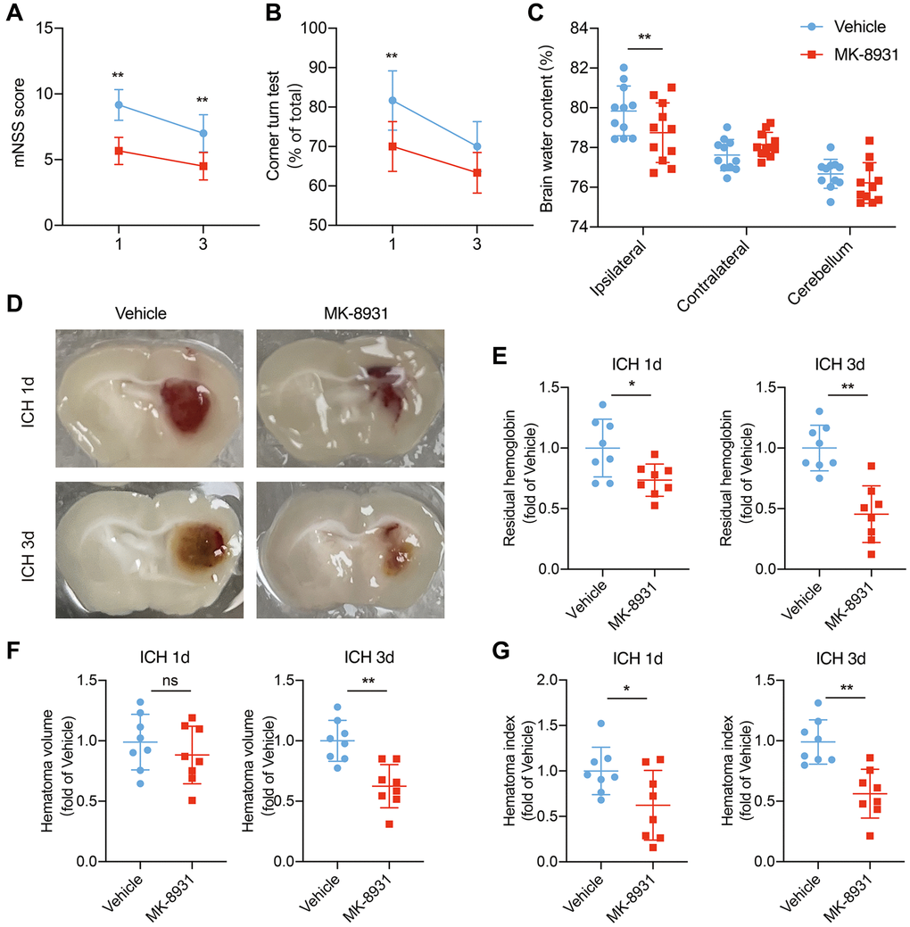 MK-8931 attenuated ICH induced neurological deficits via BACE1 inhibition. (A, B) ICH was induced in mice by injection of autologous blood. Summarized results showing neurological assessment (mNSS score, corner-turning test) of the MK-8931- or vehicle-treated groups of mice. n = 8 per group. (C) Brain water content in groups of mice receiving the indicated treatments at Day 1 after ICH. n = 11 per group. (D) Representative coronal sections showing hematomas from the indicated treated mice. (E–G) Quantification of residual hemoglobin, hematoma volume, and hematoma index (volume × density). n = 8 per group. Data are presented as the mean ± SD. *P **P 