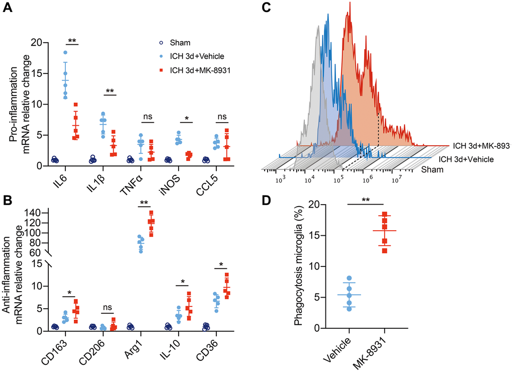 BACE1 correlated with microglial neuroinflammation and erythrophagocytosis. (A, B) Quantification of pro- or anti-inflammatory cytokine gene expression is shown in the bar graphs, with data from at least 5 mice at 3 days post-ICH. Data are shown as the relative change compared to the sham group, *P **P C) Flow cytometry histogram of fluorescently labeled erythrocytes in microglia/macrophages. (D) Quantification of the erythrophagocytosis population of microglia in the indicated treated mice at Day 3 after ICH. n = 5 per group. **P 