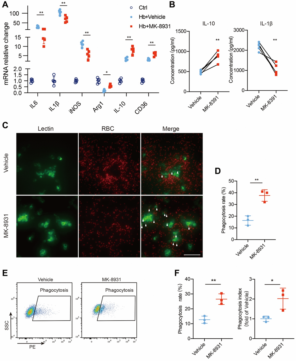 BACE1 impaired protective phenotype transition of microglia in vitro. (A) Quantification of cytokine gene expression is shown in the bar graphs, with data from at least 5 independent experiments. Data are shown as the relative change of the Ctrl group, *P **P B) Secreted IL-10 and IL-1β protein levels in the vehicle- and MK-8931-treated PMG measured by ELISAs. (C) Representative images of in vitro erythrophagocytosis of PMG, scale bar = 20 μm. (D) The percentage of erythrophagocytosis was calculated in the indicated treated PMG. (E, F) In vitro analysis of PMG erythrophagocytosis under Hb stimulation with/without MK-8901 treatment. The phagocytosis index was calculated as the median fluorescence intensity of the RBC-engulfed population, n = 3 per group. All data are presented as the mean ± SD. *P **P 