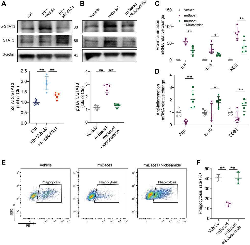 BACE1 induced microglia pro-inflammatory phenotype by STAT3 signaling activation. (A) The levels of phosphorylated and total STAT3 relative to the internal control actin are shown in the indicated treated PMG. n = 5 per group. (B) Primary microglia were treated with rmBACE1 protein with/without niclosamide treatment. Phosphorylated and total STAT3 were determined 12 h after treatment. n = 5 per group. (C, D) Quantification of pro- or anti-inflammatory cytokine gene expression is shown in the bar graphs, with data from at least 5 indicated treated PMGs. Data are shown as the relative change compared to the vehicle group. (E, F) In vitro analysis of the PMG erythrophagocytosis rate under rmBACE1 stimulation with/without niclosamide treatment, n = 3 per group. All data are presented as the mean ± SD. *P **P 