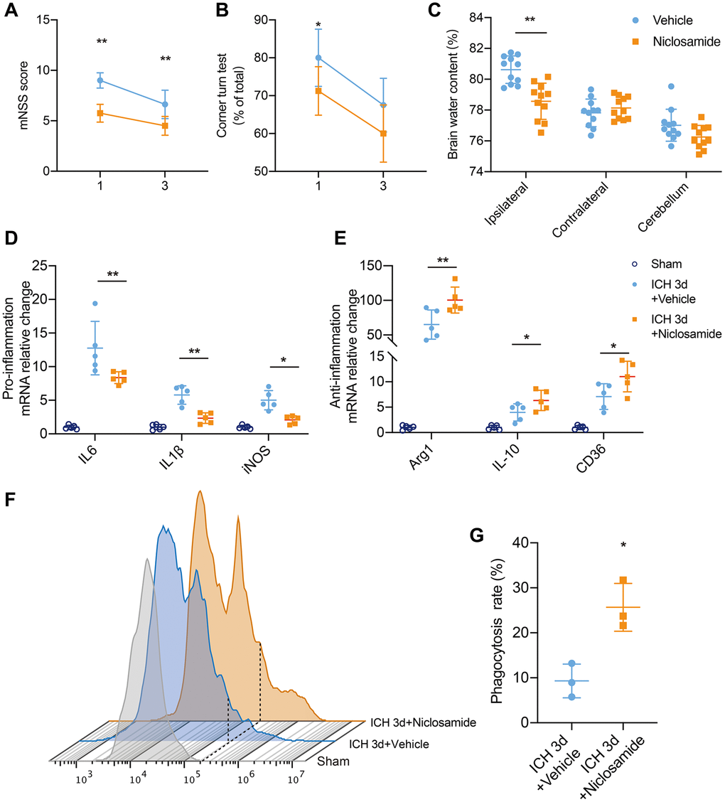 STAT3 inhibition facilitated neurological recovery after ICH. (A, B) Summarized results showing neurological assessment (mNSS score, corner-turning test) of MK-8931- or niclosamide-treated groups of mice at 1 and 3 days post-ICH. n = 8 per group. (C) Brain water content in groups of mice receiving the indicated treatments at Day 1 after ICH. n = 11 per group. (D, E) Analysis of the gene expression of inflammatory cytokines in sorted ICH 3-day microglia under the indicated treatment, n = 5 per group. Data are shown as the relative change compared to the sham group. (F) Flow cytometry histogram of in vivo RBC engulfment in microglia/macrophages. (G) Quantification of microglial phagocytosis in the indicated treated mice at Day 3 after ICH. n = 5 per group. All data are presented as the mean ± SD. *P **P 