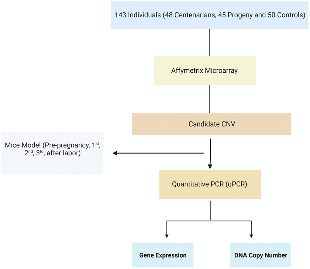 Flowchart of the study. Homolog candidate CNVs and their flanking genes were evaluated among mice during pregnancy using qRT-PCR.
