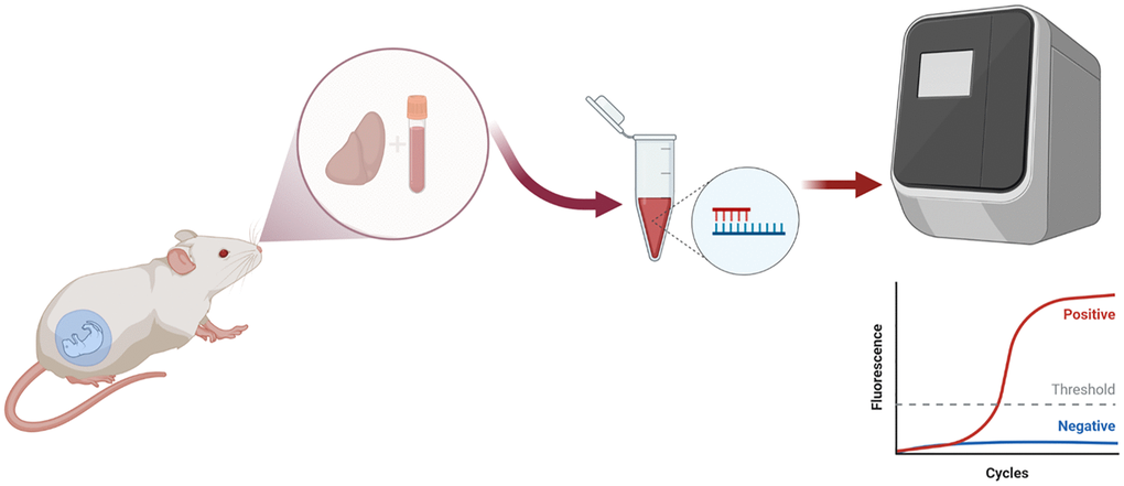 Schematic diagram of the DNA and RNA extraction from tissue liver and DNA extraction from blood samples.