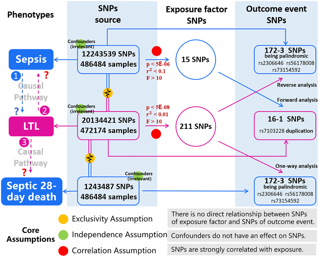 Description of the study design in this MR study. Study design consists of three parts: forward analysis (sepsis to LTL), reverse analysis (LTL to sepsis) and one-way analysis (LTL to septic 28-day death). In the population cohort of exposure factor we obtain SNPs (consistent with Exclusivity and Independence assumptions), and according to the Correlation assumption, we obtain SNPs of exposure factors. In another cohort of outcome event, we obtain SNPs, and we can extract outcome-related SNPs by matching with SNPs of exposure factor. Correlation between SNPs in both groups is analyzed, then correctness of causal pathway is judged. Three types of MR analysis correspond to the judgment of three causal pathways: Causal Pathway 1, people with sepsis have a tendency to shortening leukocyte telomeres; Causal Pathway 2, people with shorter LTL increase the susceptibility to sepsis; Causal Pathway 3, people with shorter LTL are more likely to die of sepsis within 28 days. The blue represents the phenotypes and SNPs involving in sepsis and 28-day death. The pink represents phenotypes and SNPs of LTL. The red illustrates threshold conditions of genetic instrumental variables. Yellow, green, and red balls represent the core assumptions of MR analysis. Abbreviations: LTL: leukocyte telomere length; SNPs: single nucleotide polymorphisms.