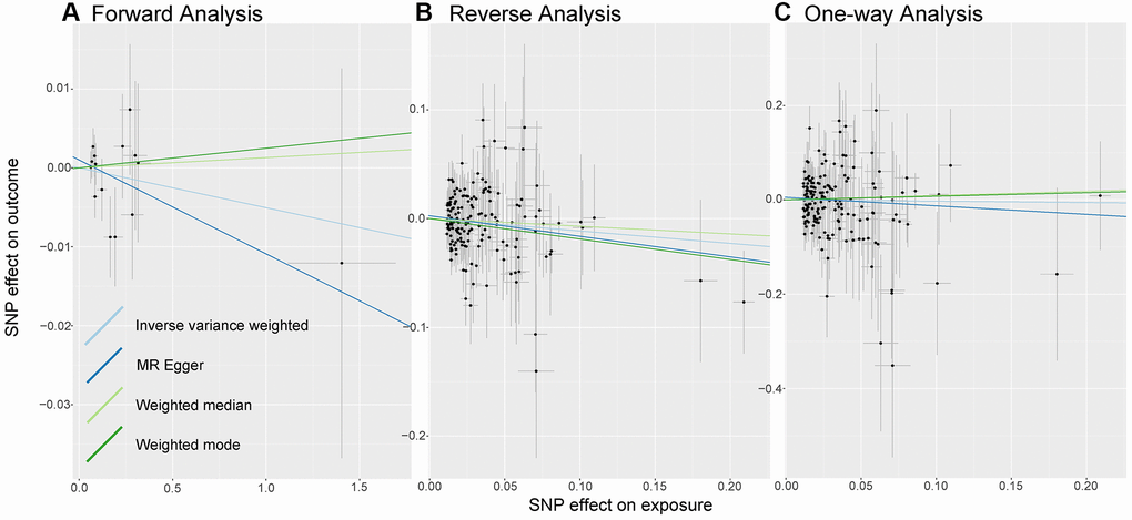 Analysis of MR. There are scatter plots of the association between exposure SNP effect and outcome one. Analysis is conducted using the conventional inverse-variance-weighted MR method and complementary methods, including MR-Egger, weighted median, weighted mode approaches. Causal judgment depends on slope after each linear fitting. (A) Used to determine the causal effect of sepsis on LTL. (B) Utilized to determine the causal effect of LTL on sepsis. (C) Designed to judge the causal effect of LTL on 28-day mortality. Abbreviations: LTL: Leukocyte Telomere Length; MR: Mendelian randomization; SNP: single-nucleotide polymorphism.