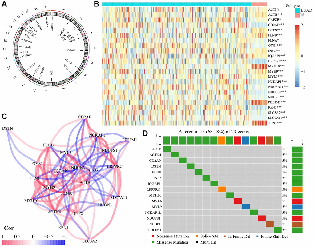 The expression of 23 DRGs in LUAD. (A) Location of 23 DRGs in chromosomes. (B) The different expression of DRGs between normal and LUAD tissues. (C) The correlation network of 23 DRGs. (D) The mutation frequency of 23 DRGs. Abbreviations: DRGs: Disulfidptosis-related genes; LUAD: Lung adenocarcinoma; N: normal tissues. *P **P ***P 