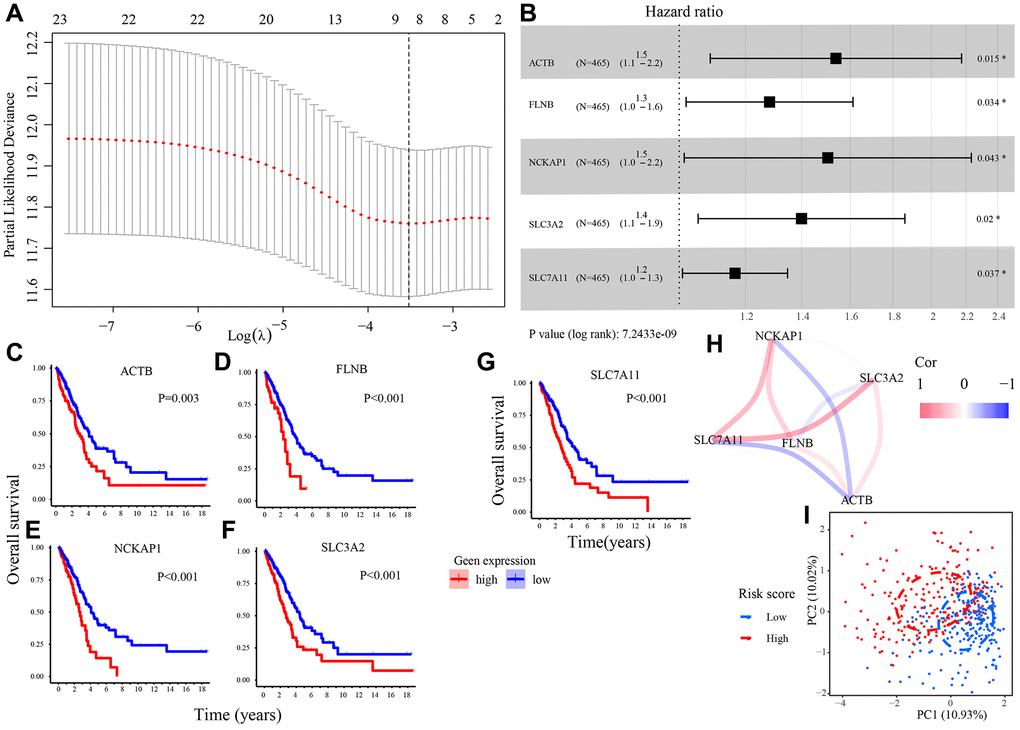 Construction of a DRGs model in TCGA set. (A) The LASSO regression analysis to filter out prognosis-related DRGs. (B) The multivariate Cox regression analysis to develop a DRGs model. (C–G) Survival analysis of 5 candidate DRGs (ACTB, FLNB, NCKAP1, SLC3A2, SLC7A11). (H) The correlation network of 5 candidate DRGs. (I) Patients in different risk groups gathering in two areas in PCA analysis. Abbreviations: LASSO: Least absolute shrinkage and selection operator; PCA: Principal component analysis.