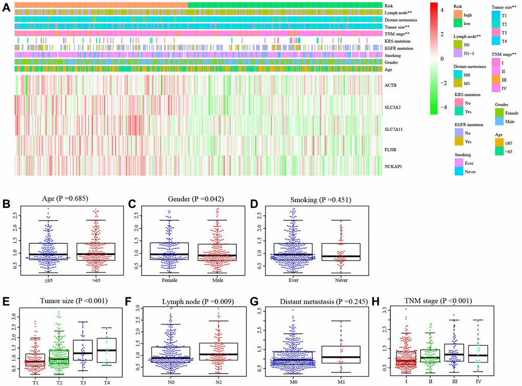 Correlation between risk score and clinical characteristics. (A) The distribution of clinical characteristics between high- and low-risk groups. (B) The difference of risk score between Age ≤65 and Age >65, (C) different gender, (D) smoking and non-smoking, (E) tumor size, (F) with and without lymph node metastasis, (G) with and without distance metastasis, (H) different TNM stage. **P 