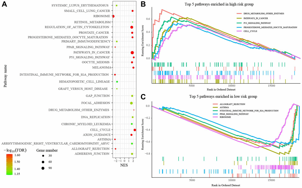 Gene set enrichment analysis (GSEA) between high- and low-risk groups. (A) 27 pathways enriched in GSEA. (B) Top 5 pathways enriched in high-risk group. (C) Top 5 pathways enriched in low-risk group. Abbreviations: FDR: False discovery rate; NES: Normalized enrichment score.