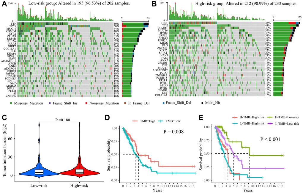 The tumor mutation burden characteristics in low- and high-risk group. (A) Mutational landscape in the low-risk group. (B) Mutational landscape in the high-risk group. (C) The difference in TMB between two groups. (D) Survival difference between high- and low-TMB. (E) Survival analysis of TMB along with risk score. Abbreviation: TMB: Tumor mutational burden.