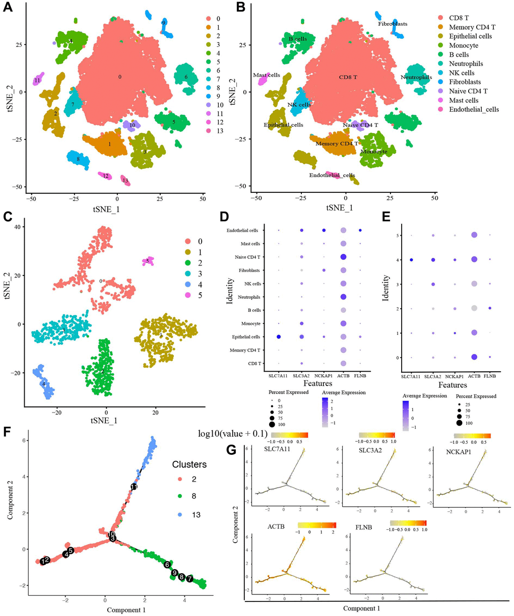 scRNA-seq data analysis. (A) The t-SNE algorithm divided the cells into 14 clusters by 20 principal components. (B) The tSNE plot revealing 14 clusters was annotated into 11 different cell types. (C) The t-SNE algorithm divided Epithelial cells into 6 sub-clusters. (D) The expression of 5 candidate DRGs in 11 cell types, (E) in 6 Epithelial cells sub-clusters. (F) The trajectory analysis of Epithelial cells with top 10 marker genes. (G) 5 candidate DRGs expression in different developmental states. Abbreviations: ScRNA-seq: Single-cell RNA sequencing; t-SNE: t-Stochastic Neighbor Embedding.