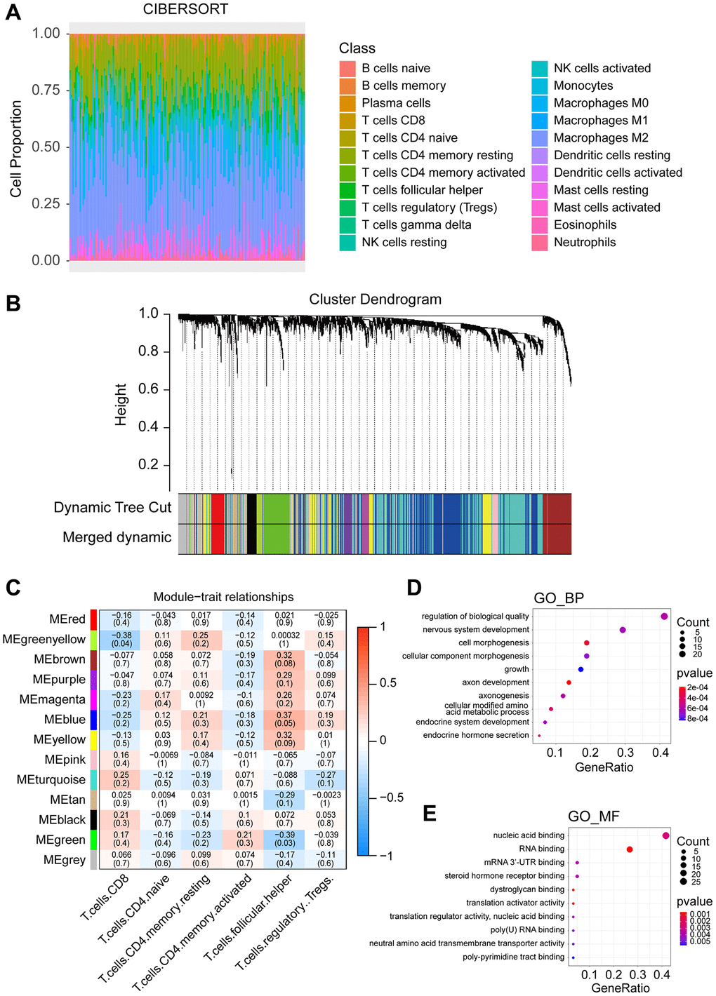 Constructing the weighted co-expression network based on RBP genes and identifying key modules. (A) Infiltration ratio of 22 immune cells in DH wild-type GBM samples. (B) Hierarchical cluster analysis was conducted to detect co-expression clusters of the RBP genes. Each colour represents a module. (C) Correlation between different gene modules and T cell infiltration ratio. The upward numbers in the boxes represent Pearson R values, and the numbers in the brackets represent P-values. (D) Top ten enrichment items of GO