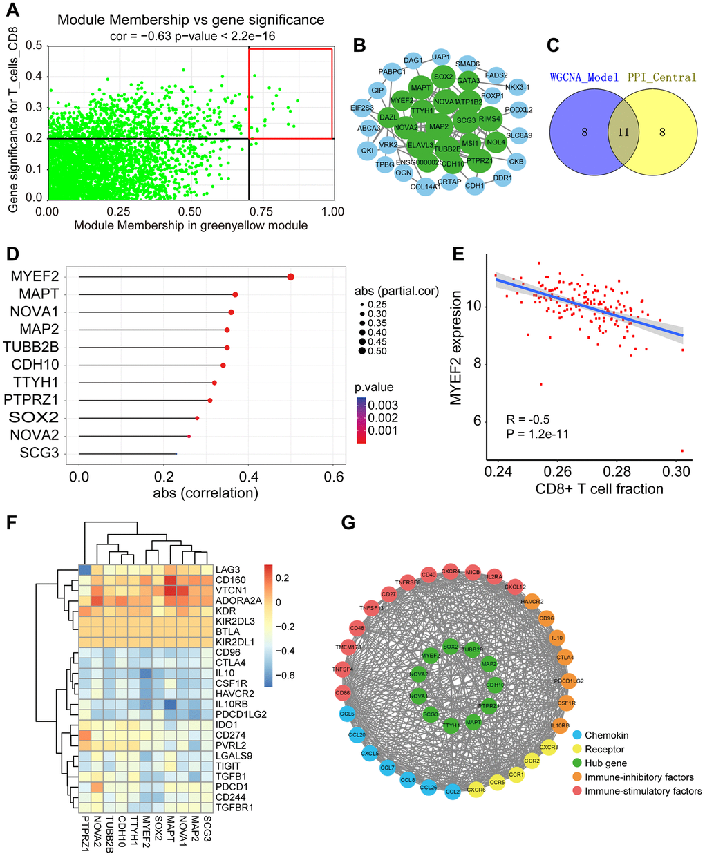 Identification of hub genes and evaluation of correlation with immune infiltration of hub genes. (A) Scatter plot of the genes in the greenyellow module. Each green dot represents a gene, and dots within the red box indicate genes of Module Membership >0.7 and Gene Significance >0.2. (B) PPI network of genes from the greenyellow module. Larger size of the node means higher number of connected nodes. Green nodes represent central nodes with more than 15 connections. (C) Venn plot of the overlap genes between co-expression and PPI networks. (D) Scatter plot of the correlation between 11 hub genes expression and CD8+ T cell infiltration level in TIMER database. (E) Scatter plot of the correlation between MYEF2 expression and CD8+ T cell infiltration level in TIMER database. (F) Heatmaps of spearman correlations between hub genes expression and expression of immune-inhibitory factors in TISIDB database. (G) PPI network of GBM immune microenvironment and the 11 hub genes.