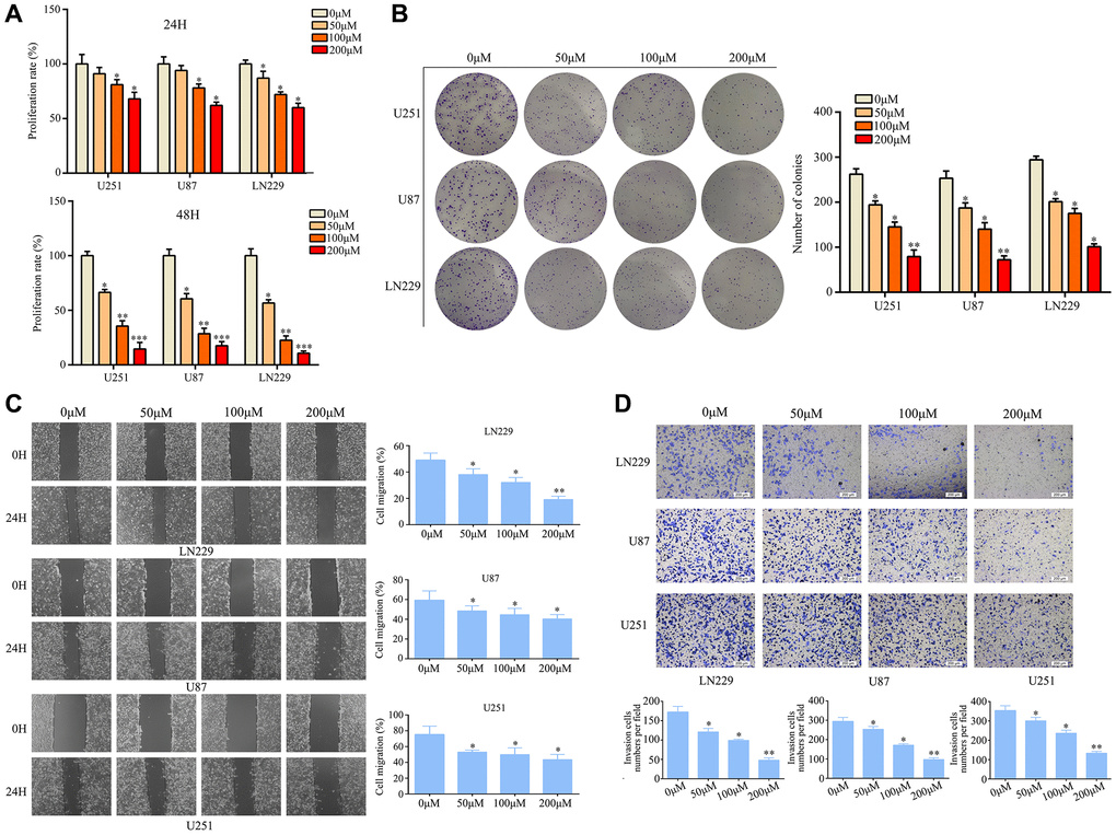 Ar-turmerone inhibited glioma cell proliferation and mobility in vitro. (A) U251, U87 and LN229 cells were treated with different concentrations of ar-turmerone (0, 50, 100 and 200 μM), and a CCK−8 assay was used to detect the proliferation rate of each group. (B) A colony formation assay was used to detect the colony formation of glioma cells treated with different concentrations of ar-turmerone (0, 50, 100 and 200 μM). (C) A wound healing assay was used to detect the migration of glioma cells treated with different concentrations of ar-turmerone (0, 50, 100 and 200 μM). (D) A Transwell assay was used to detect the invasion of glioma cells treated with different concentrations of ar-turmerone (0, 50, 100 and 200 μM). *P **P ***P 