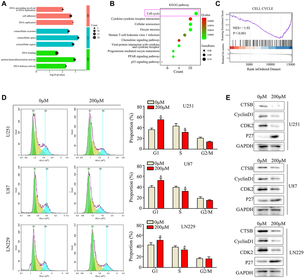 Ar-turmerone induced glioma cell cycle arrest at G1/S phase in vitro. (A) Gene Ontology analysis was performed to determine the enriched pathways of differentially expressed genes in ar-turmerone−treated glioma cells. (B) KEGG analysis was performed to determine the enriched pathways of differentially expressed genes in ar-turmerone−treated glioma cells. (C) Gene enrichment plots depict a series of genes enriched in the Cell cycle. (D) Glioma cells were treated with or the control, and flow cytometry was used to detect the cell cycle distribution in each group. (E) Western blotting was used to detect the expression of CDK2, P27 and CyclinD1 in glioma cells treated with ar-turmerone (200 μM) or the control. *P 