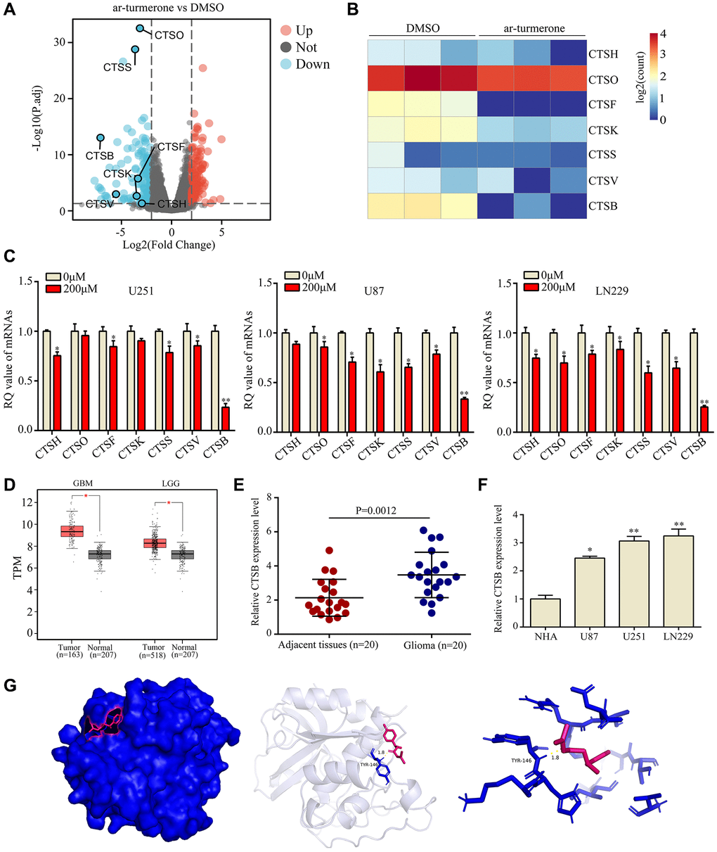 CTSB was identified as a key target of ar-turmerone. (A) Differentially expressed genes were identified in glioma cells treated with DMSO or ar-turmerone. (B) Heatmap showing changes in the expression of CTS family members in U251 cells. (C) qRT−PCR was used to detect the mRNA levels of CTSH, CTSO, CTSF, CTSK, CTSS, CTSV and CTSB in glioma cells treated with ar-turmerone (200 μM) or the control. (D) CTSB levels were significantly elevated in glioma tissues from The Cancer Genome Atlas database. (E) CTSB levels were significantly elevated in glioma tissues from our research cohort. (F) qRT−PCR was used to detect the expression of CTSB in normal human astrocytes, U251, U87 and LN229 cells. (G) The binding mode of ar-turmerone with CTSB, and the 3D illustration of the details of the interaction. Ar-turmerone is shown in blue, while the CTSB protein is shown in red. *P **P 