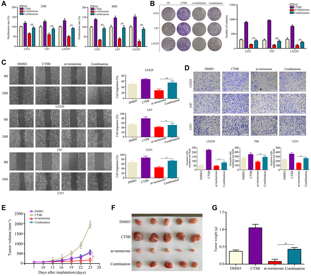 Overexpressing CTSB reversed the inhibitory effects of ar-turmerone on glioma cell proliferation and mobility. Glioma cells were treated with DMSO, ar-turmerone, CTSB plasmids or ar-turmerone + CTSB plasmids, respectively. (A) CCK−8 was used to detect the proliferative rate of glioma cells in each group. (B) A colony formation assay was used to detect the colony formation of glioma cells in each group. (C) A wound healing assay was used to detect the migration of glioma cells in each group. (D) A Transwell assay was used to detect the invasion of glioma cells in each group. (E, F) Subcutaneous tumorigenesis experiments were used to detect the proliferation of tumor tissues in each group. (G) Tumor weights of each group. *P **P 