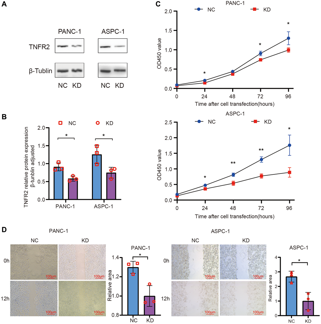 Knockdown of TNFR2 in the PANC-1 and ASPC-1 cells. (A, B) TNFR2 protein in the PANC-1 and ASPC-1 cells after transfection with NC-siRNA and TNFR2 siRNA sequences. (C) PANC-1 and ASPC-1 cell viability were determined using the CCK-8 assay. (D) Wound-healing assays determined migratory ability.