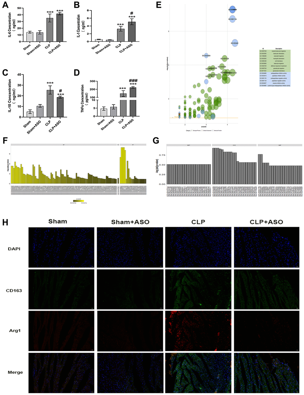 Inhibition of Hmgcs2 aggravates inflammatory response and reduces M2 macrophages in the heart of CLP mice. (A) The concentrations of the inflammatory factor IL-1β in the serum of mice in each group (ng/ml). (B) The concentration of IL-6 in the serum of mice in each group (ng/ml). (C) The concentration of IL-10 in the serum of mice in each group (ng/ml). (D) The concentrations of TNF-α in the serum of mice in each group (pg/ml). (E) GO enrichment results are exhibited in a bubble plot, with bubble size representing how many enriched genes are and different colors representing different kinds of GO units. (F) The bar graph exhibits the enrichment results for the up-regulated genes GO enrichment analysis results. (G) GO enrichment analysis results of down-regulated genes. (H) Immuno-fluorescence co-localization of heart samples from CLP mice. Where green fluorescence represents CD163, red fluorescence represents Arg1, blue represents nuclei (DAPI), and the bottom is a composite (merge) diagram (magnification 400×). Sham: sham group (n = 6); Sham + ASO: sham surgery plus ASO administration group (n = 6); CLP: septic myocarditis model group in CLP operated mice (n = 6); CLP + ASO: CLP plus ASO administration group (n = 6). *P **P ***P #P ##P ###P 