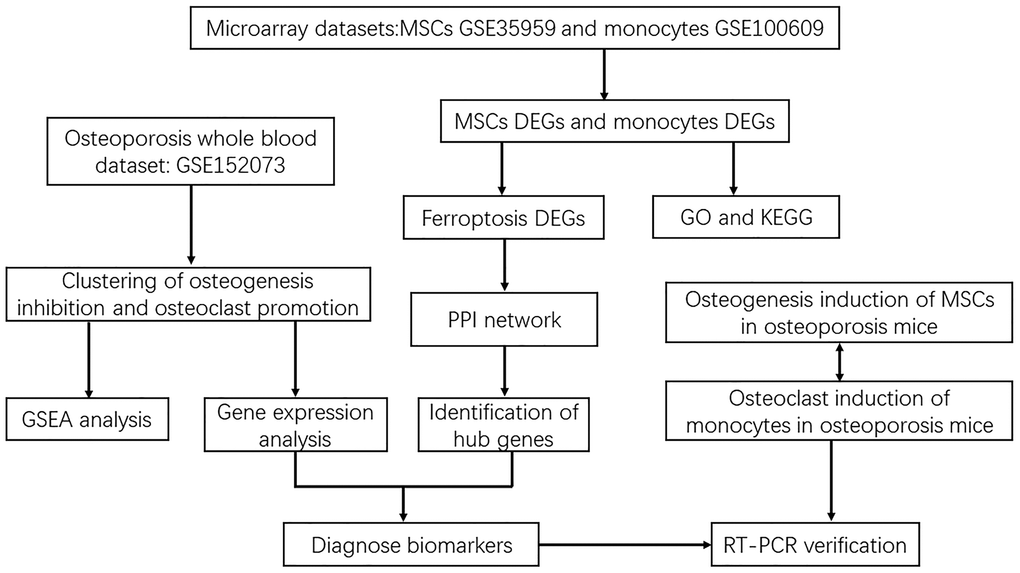 Flowchart of screening diagnostic markers of ferroptosis in osteoporosis based on osteoblasts and osteoclasts.