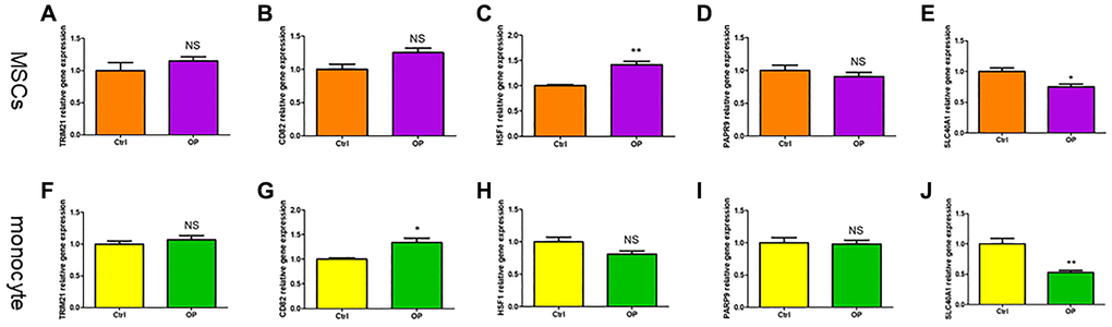 The validity of ferroptosis diagnostic markers for osteoporosis was verified by qRT-PCR. (A–E) Detection of ferroptosis related genes expression in MSCs of mice by qRT-PCR. (F–J) Detection of ferroptosis related genes expression in monocytes of mice by qRT-PCR. (NS means no significance, statistically significant difference was *p **p 