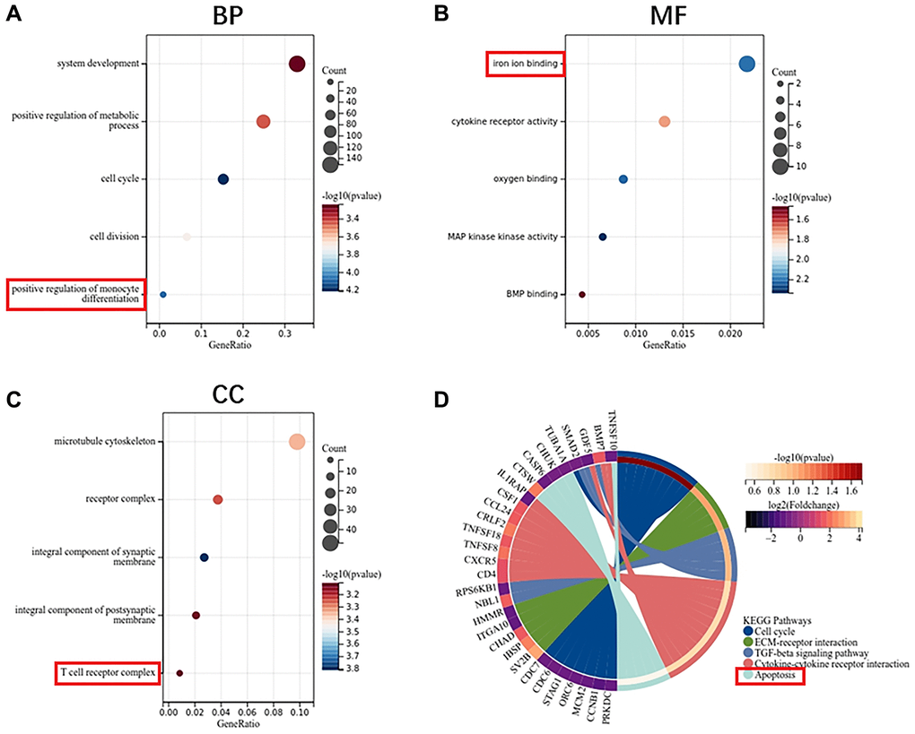 Function enrichment analysis of DEGs in MSCs. (A) Biological process of DEGs. (B) Molecular function of DEGs. (C) Cellular component of DEGs. (D) KEGG pathway of DEGs.