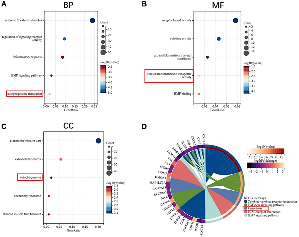 Function enrichment analysis of DEGs in monocytes. (A) Biological process of DEGs. (B) Molecular function of DEGs. (C) Cellular component of DEGs. (D) KEGG pathway of DEGs.