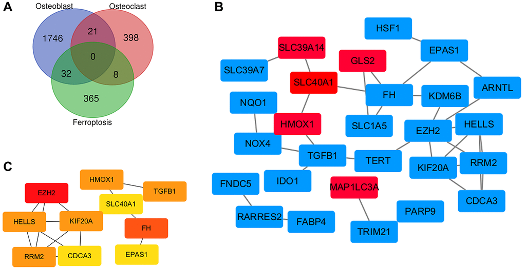 Identification of ferroptosis related genes and construction of PPI network. (A) Identification of ferroptosis related genes in osteoporosis by Venn diagram. (B) Cytoscape construct PPI network of ferroptosis related genes in osteoporosis. (C) Screening hub genes through the PPI network.