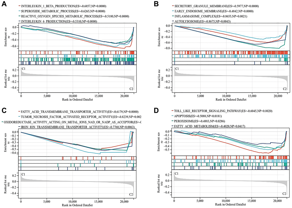 Gene set enrichment analysis of two subtypes. (A) Biological process. (B) Molecular function. (C) Cellular component. (D) KEGG pathway.