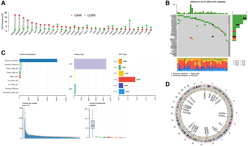 Mutation landscape of PRG in ESCC. (A) The CNV variation frequency of 33 PRG in the ESCC cohort. The height of the column represented the alteration frequency. (B, C) The mutation frequency and classification of 33 PRG. (D) The location of CNV alteration of 33 PRG on 23 chromosomes in the ESCC cohort.