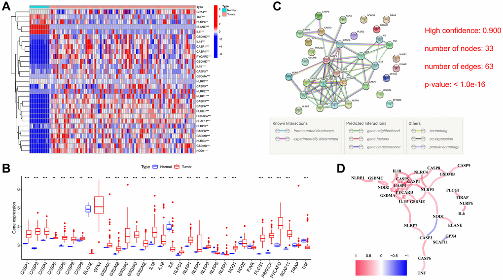 Differential expression and interaction of 33 PRGs. (A) Heatmap (blue: low expression level; red: high expression level) of PRGs between the normal and the tumor tissues. (B) The expression of 33 PRG in ESCC and esophageal tissues, tumor, red; normal, blue. The upper and lower ends of the boxes represented the interquartile range of values. The lines in the boxes represented median value. (C) PPI network showing the interactions of PRGs (interaction score = 0.9). (D) The correlation network of PRGs (red line: positive correlation; blue line: negative correlation. The depth of the colours reflects the strength of the relevance). **P ***P 