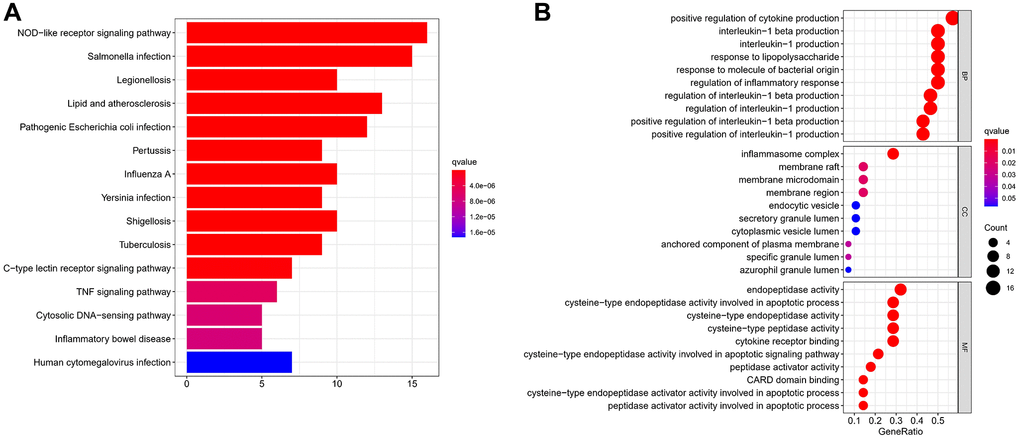 The functional enrichment analysis of PRG in ESCC. (A) Bar plot of KEGG analyses (the longer bar means the more genes enriched, and the increasing depth of red means the differences were more obvious). (B) Bubble plots of GO analyses (the bigger bubble means the more genes enriched, and the increasing depth of red means the differences were more obvious; q-value: the adjusted p-value).