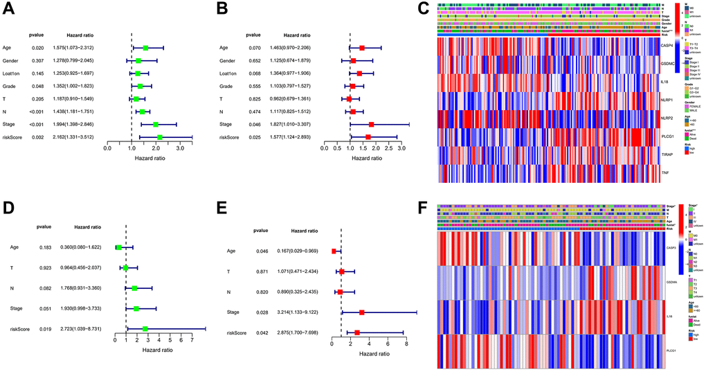 Univariate and multivariate Cox regression analyses. (A, B) Univariate and multivariate analysis for the GEO cohort. (C) Heatmap for the connections between clinicopathologic features and the risk groups in the GEO cohort. (D, E) Univariate and multivariate analysis for the TCGA cohort. (F) Heatmap for the connections between clinicopathologic features and the risk groups in the TCGA cohort. *P 