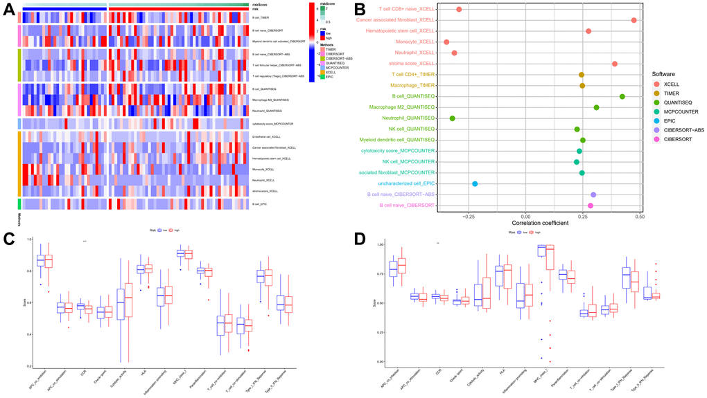 Immunoinfiltration analysis. (A, B) Heatmap for immune responses based on XCELL, TIMER, QUANTISEQ, MCP-counter, EPIC, CIBERSORT, and CIBERSORTABS algorithms among high- and low-risk groups. (C, D) Comparison of the enrichment scores of 13 immune-related pathways between low- and high-risk group in the TCGA cohort and GEO cohort. P values were showed as. Abbreviation: ns: not significant. **P ***P 