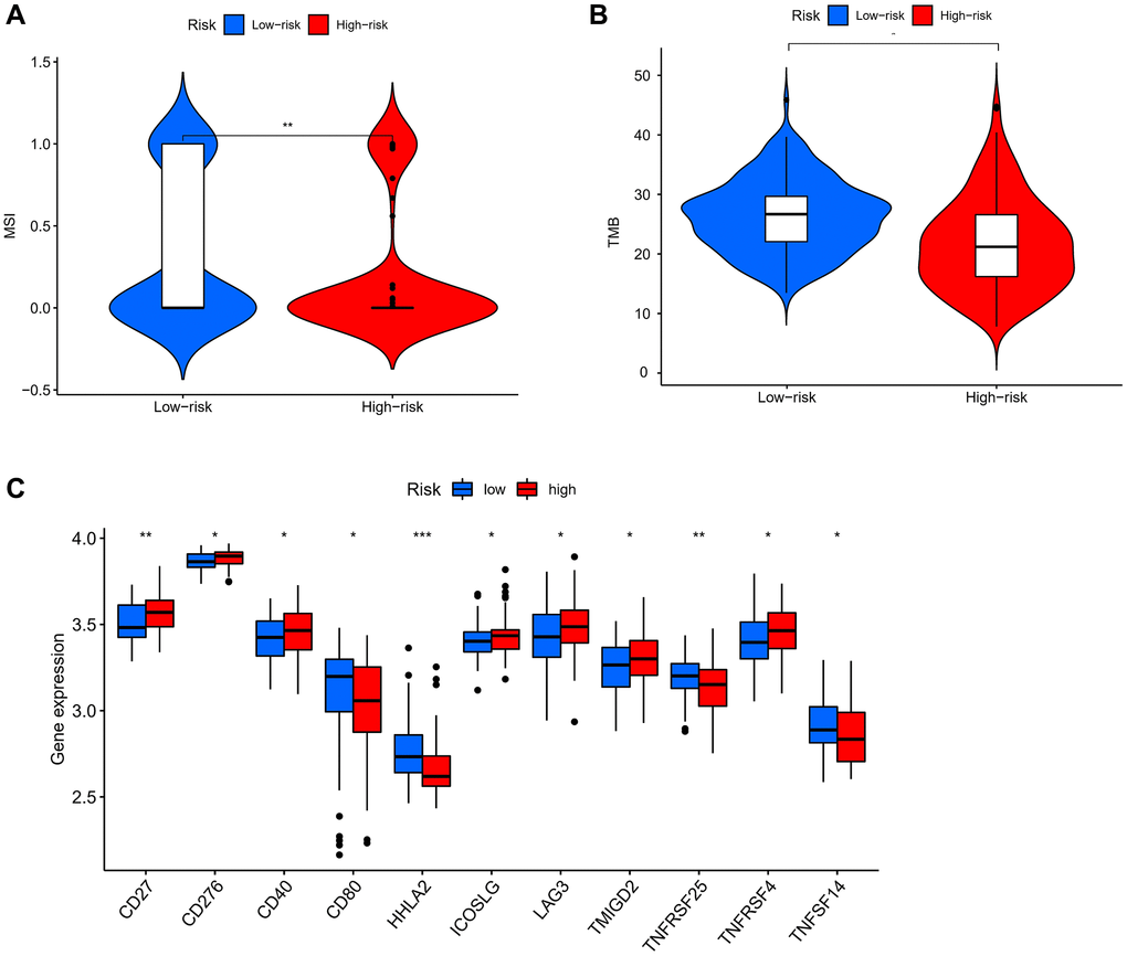 Analysis of TMB, MSI, and immune checkpoints. (A) MSI analysis in different groups. (B) TMB analysis in different groups. (C) Expression of immune checkpoints among high- and low-risk groups. P values were showed as. Abbreviation: ns: not significant. *P **P ***P 