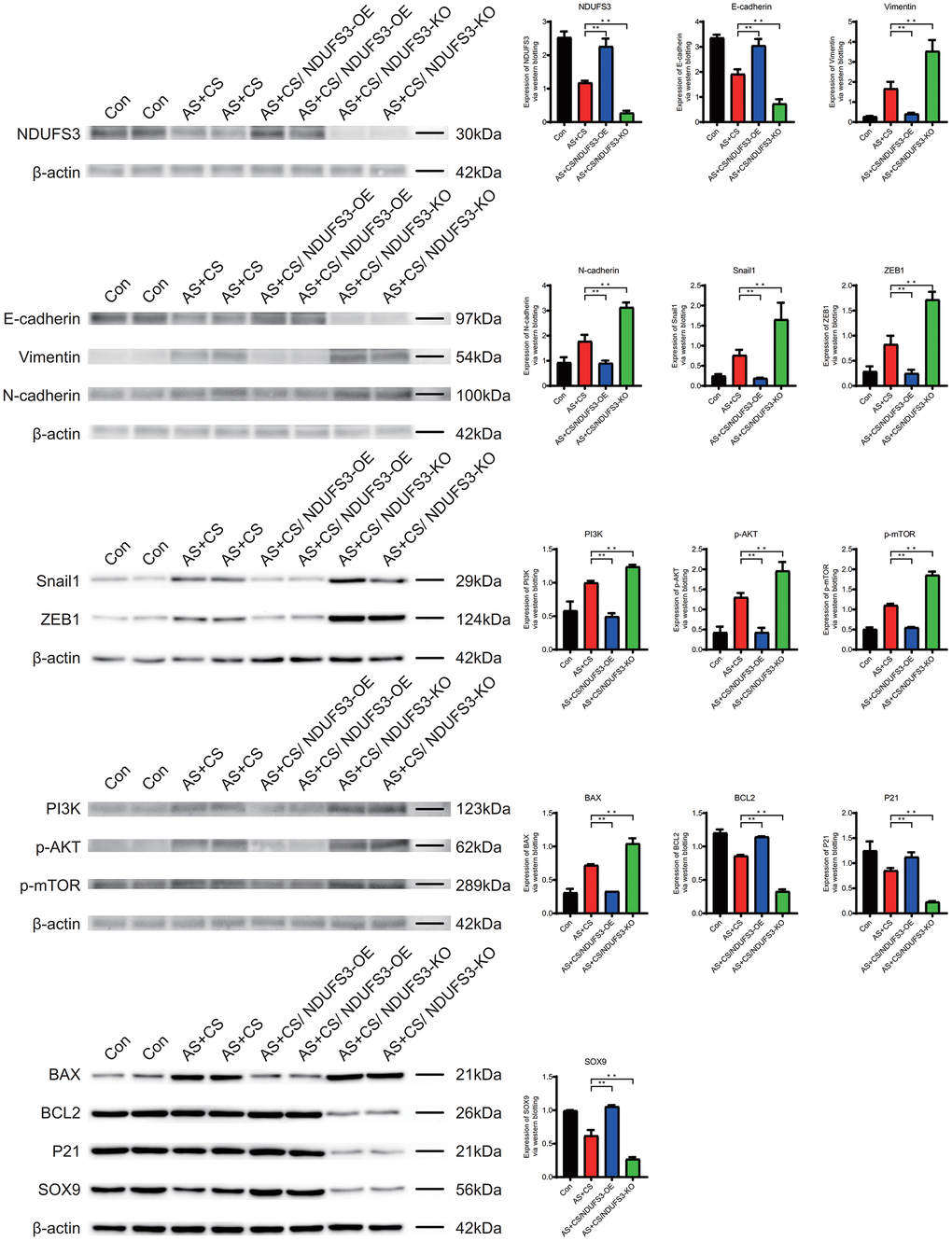 The expression level of NDUFS3 in the atherosclerosis and chronic stress groups was lower than that in the control group.