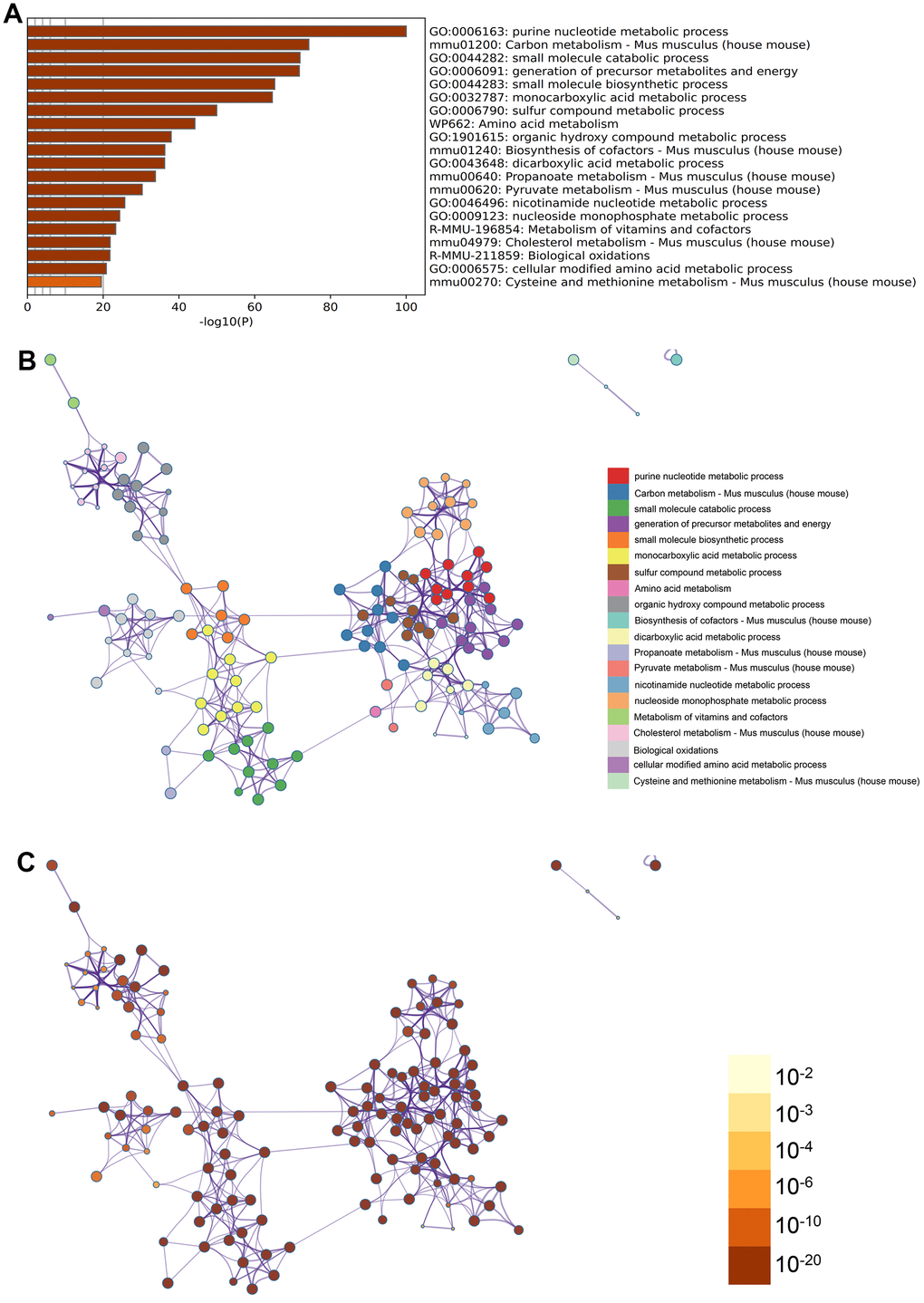 Metascape enrichment analysis. (A) Purine nucleotide metabolic process, monocarboxylate metabolic process, amino acid metabolism were found in GO enrichment items in the enrichment items of metascape (B) output the enrichment network colored by enrichment terms (C) output the enrichment network colored by p-value.