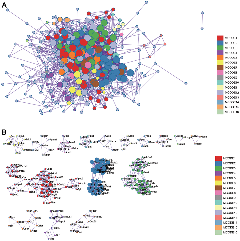 Metascape enrichment analysis. Visualize the association and confidence representing each enrichment item. (A) Protein-protein interact by the Metascape. (B) The significant modules.