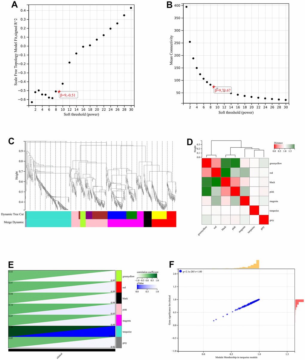 WGCNA. (A) β=6, 0.70 (B) β=6, 163.48 (C) A hierarchical clustering tree of all genes was constructed, and 3 significant modules were generated (D) Interactions between these modules were then analyzed (E) Generated a module to phenotype correlation Heatmap (F) GS to MM correlation scatter plot of the associated hub genes.