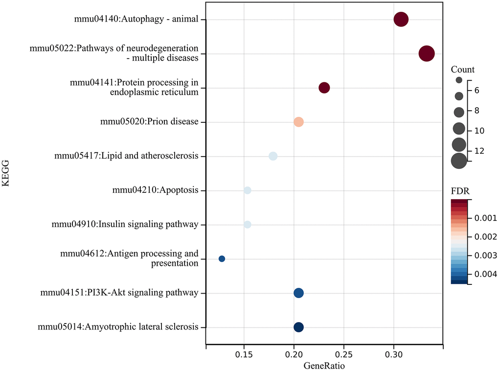 The mRNA analysis. Performed KEGG analysis on these differentially expressed genes to obtain relevant enrichment items.