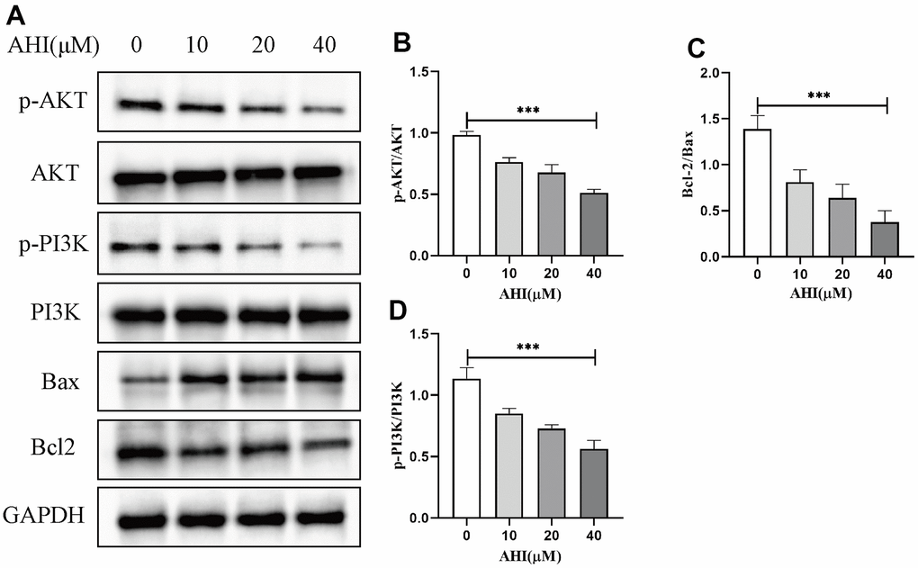 The protein levels of Bax, Bcl2 and key molecules of PI3K/AKT pathway were detected by Western blotting. (A) Effect of AHI on the expression of Bax, Bcl2 and PI3K/AKT signalling pathway proteins in HCC cells. (B) Ratio of p-AKT to AKT protein expression (***pC) Ratio of Bcl2 to Bax protein expression (***pD) Ratio of p-PI3K to PI3K protein expression (***p