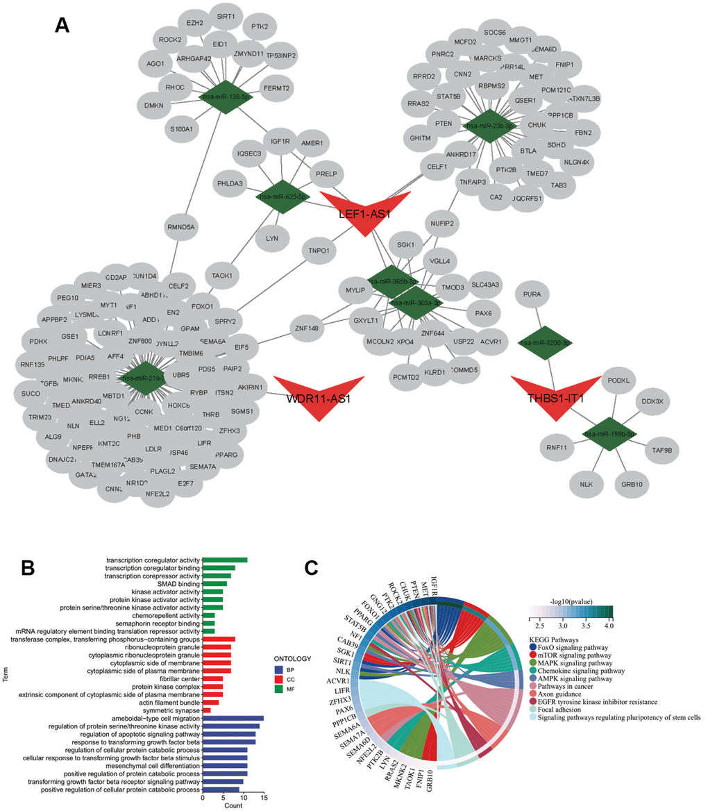 Regulatory network of CarLnc-miRNA-mRNA. (A) Visualization of CarLnc-miRNA-mRNA network by Cytoscape; (B) The top GO terms of the 148 mRNAs within the network by gene enrichment analysis; (C) The top enriched pathways of 148 mRNAs by KEGG enrichment analysis.