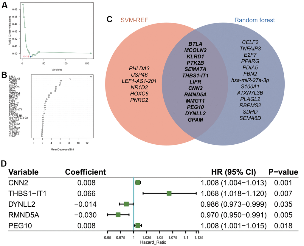 Construction of prognostic model using feature genes. (A) Identification of optimal gene set for the signature of CarLncs subgroups based on the SVM-RFE algorithm. (B) Top thirty genes with the highest “MeanDecreaseGini” for the optimal RF model. (C) Venn diagram of the overlapped genes of the two algorithms; (D) Independent prognostic factors for developing the aging related prognostic model were identified by Cox HR model.