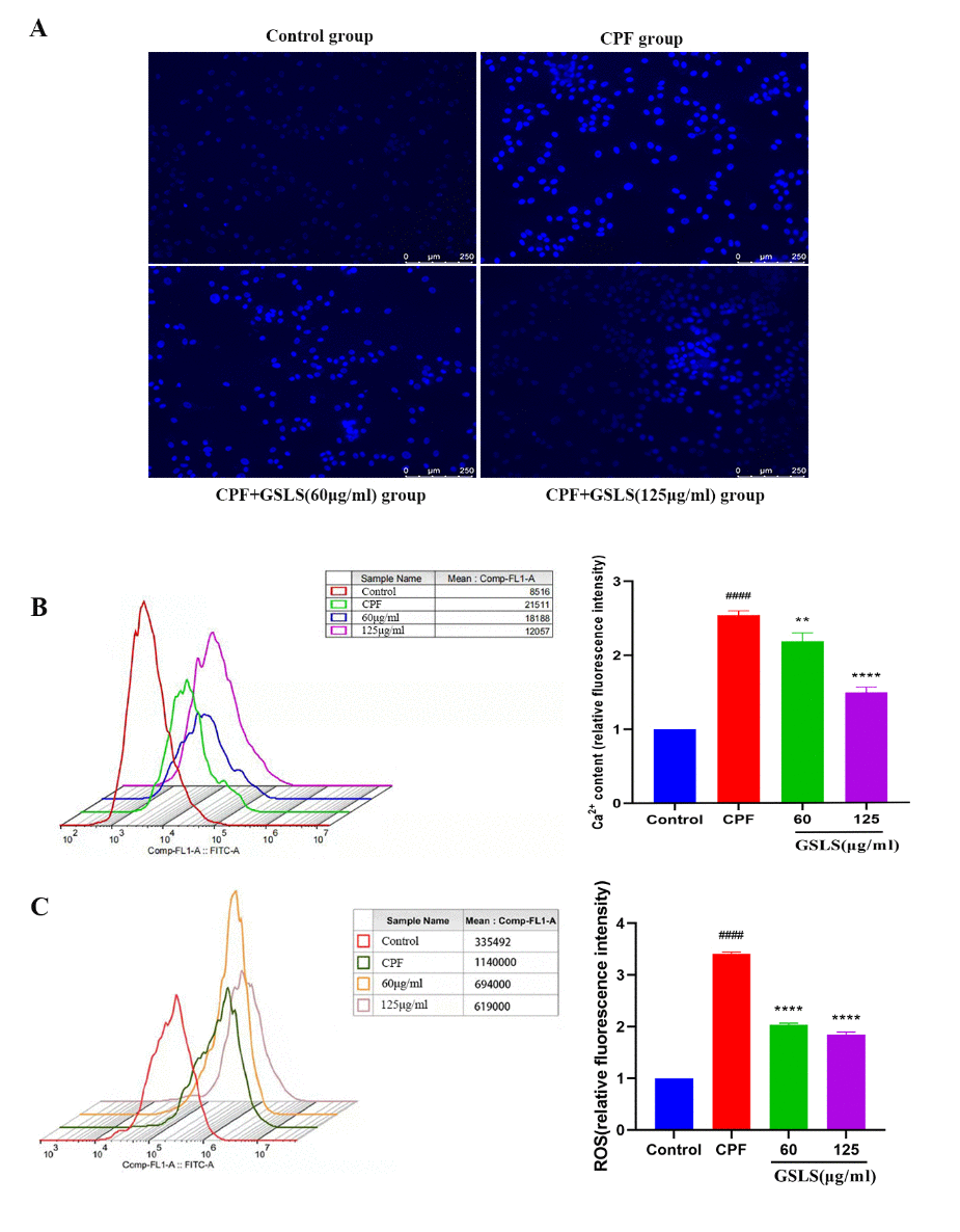 (A) Hoechst 33342 staining assessment. (B) Detection of intracellular Ca2+ concentration. (C) Detection of reactive oxygen species (ROS). #p ##p ###p ####p 