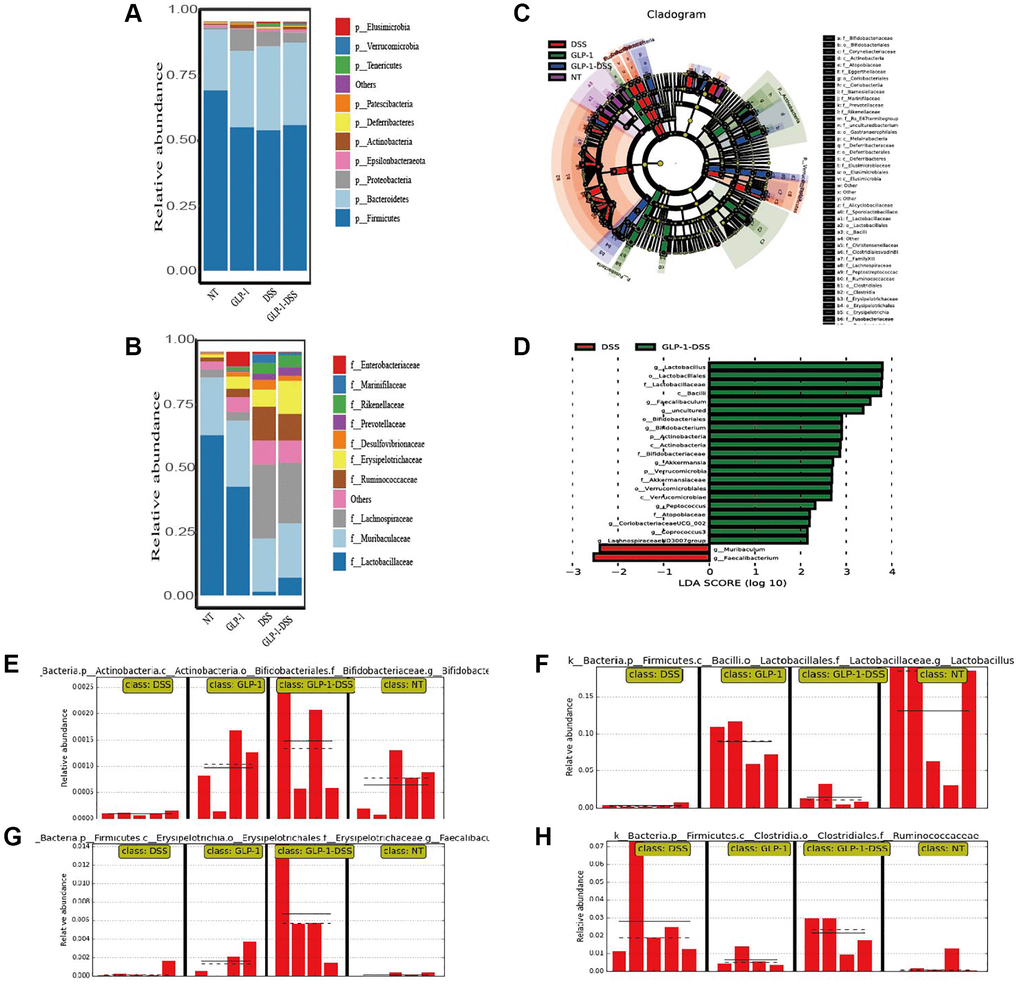 The effect of GLP-1 on the microbial community of the gut. (A) The top 10 phyla in colon samples from the four groups. (B) The top 10 families in colon samples from the four groups. (C) LEfSe cladogram. (D) LDA value distribution histogram. LDA score ≥2. Relative Bifidobacteriaceae (E), Lactobacillaceae (F), Faecalibaculum (G), and Ruminococcaceae. (H) Abundance in the colon based on the LefSe results.