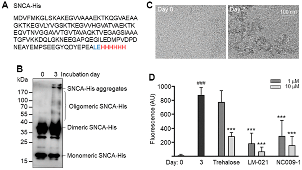 SNCA-His protein and aggregation. (A) SNCA-His protein. α-Synuclein (140 amino acids, marked in black) was in-frame fused to a 6-amino acid His tag (marked in red) via a 2 amino-acid linker (Leu and Glu, marked in blue). (B) SNCA-His aggregates formation. SNCA-His (20 μM in 300 μl buffer) was incubated at 37° C for 3 days and aggregates were examined by 10% SDS-PAGE gel and immunoblot probing with the α-synuclein antibody. (C) Cryo-TEM structure of aggregated SNCA-His. (D) Thioflavin T binding assay for SNCA-His aggregation. SNCA-His protein (20 μM) was incubated with trehalose, LM-021 or NC009-1 (1−10 μM) at 37° C for three days, and aggregation was analyzed by measuring thioflavin T fluorescence intensity (n = 3). P values: day 0 vs. day 3 (###: P P 
